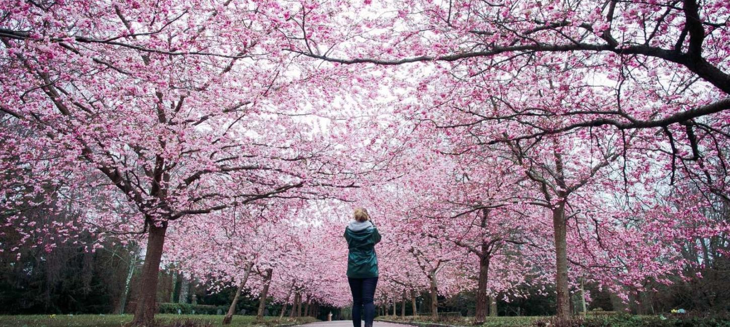 Cherry blossoms at Bispebjerg cementary | Thomas Høyrup Christensen