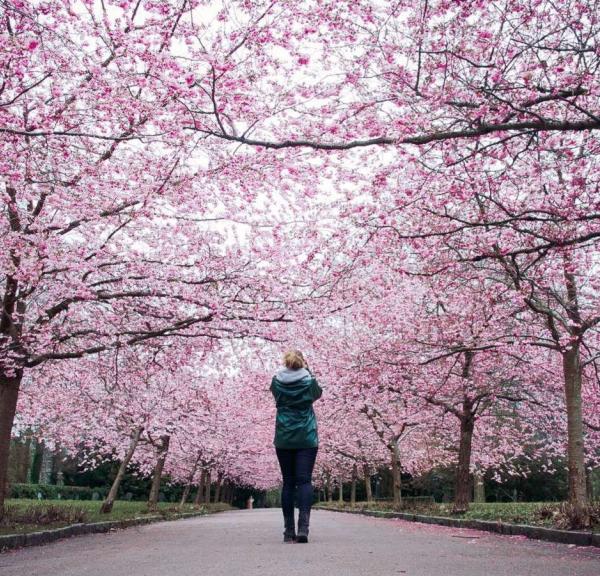 Cherry blossoms at Bispebjerg cementary | Thomas Høyrup Christensen